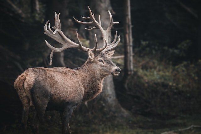 Que signifie exactement le symbolisme du cerf ?